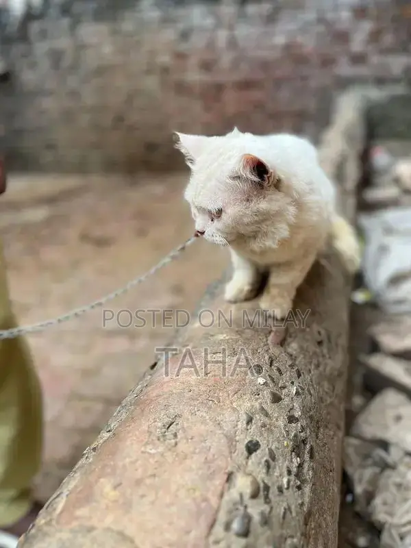 Social and Friendly Cats for Loving Homes