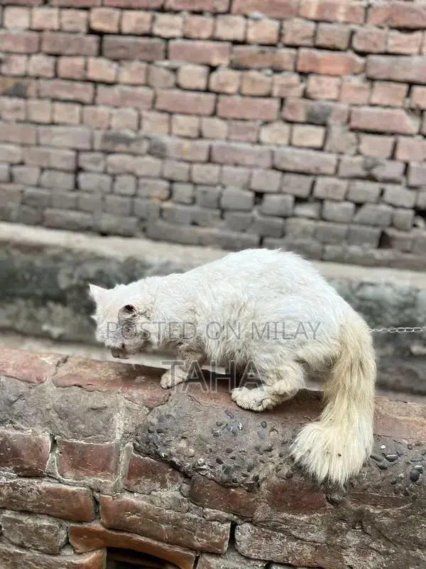 Social and Friendly Cats for Loving Homes