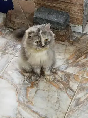 Photo - Spayed Grey and White Female Cat - Friendly and Well-Trained