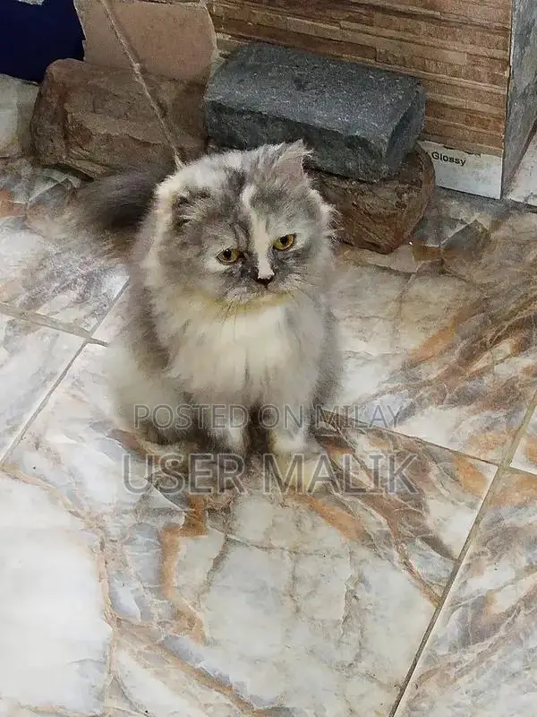 Spayed Grey and White Female Cat - Friendly and Well-Trained