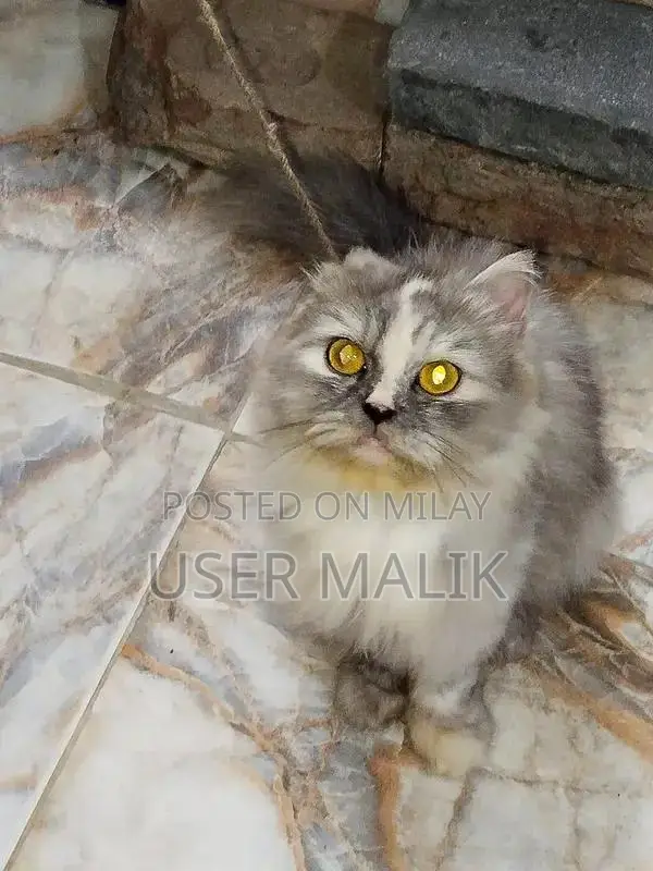 Spayed Grey and White Female Cat - Friendly and Well-Trained