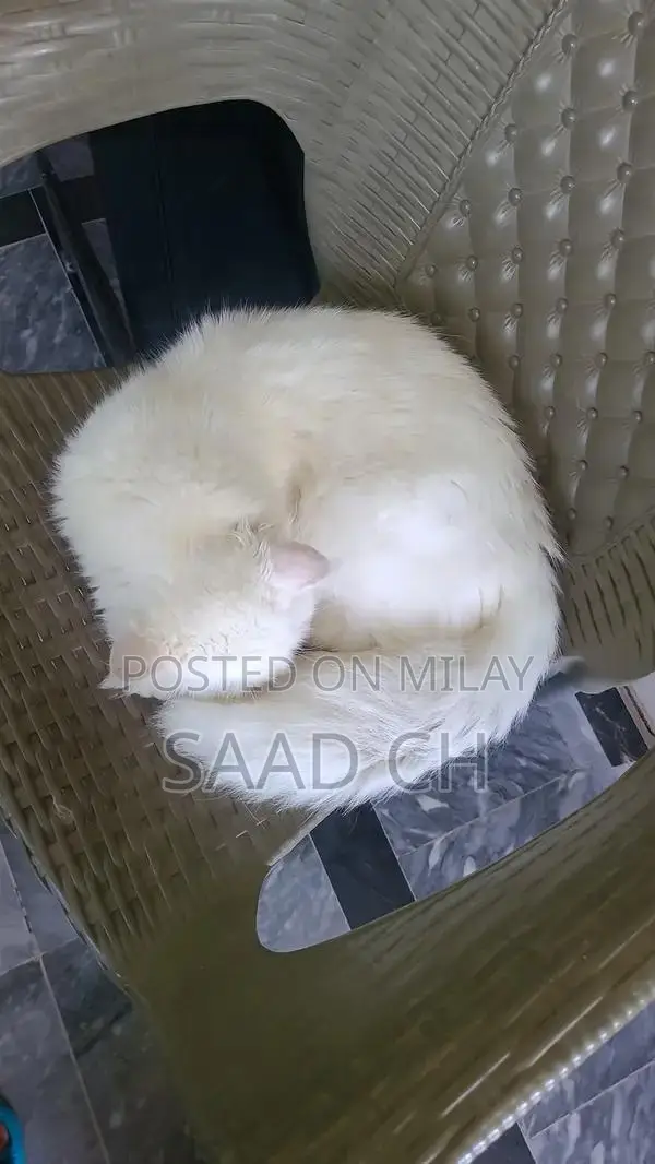 Purebred Male Persian Cat - 2 Years Old