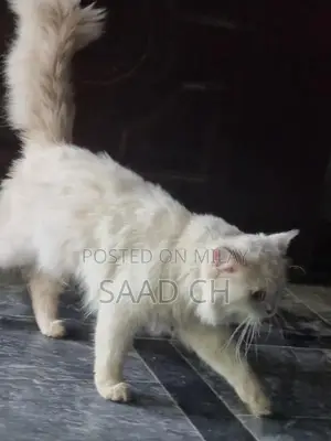 Purebred Male Persian Cat - 2 Years Old