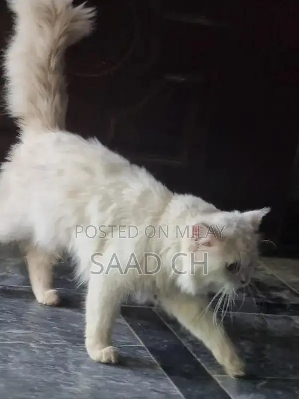 Purebred Male Persian Cat - 2 Years Old