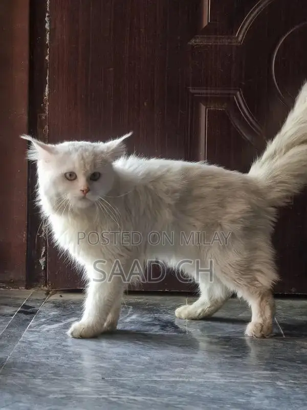 Purebred Male Persian Cat - 2 Years Old