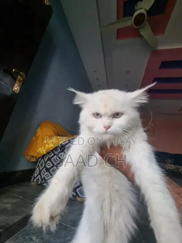 Purebred Male Persian Cat - 2 Years Old
