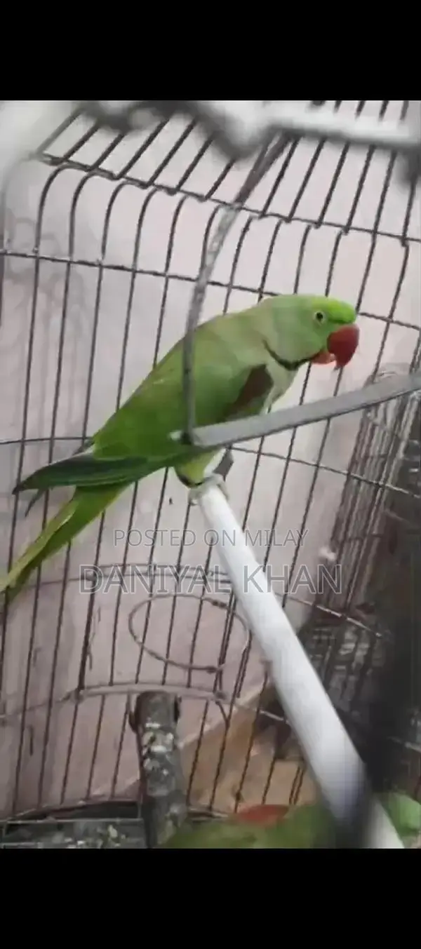 Young Green Parrot - Friendly and Talkative Pet Bird