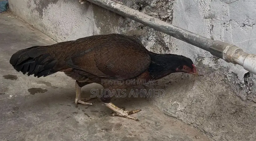 High-Quality Aseel Hen - Premium Poultry Breed for Farm or Breeding