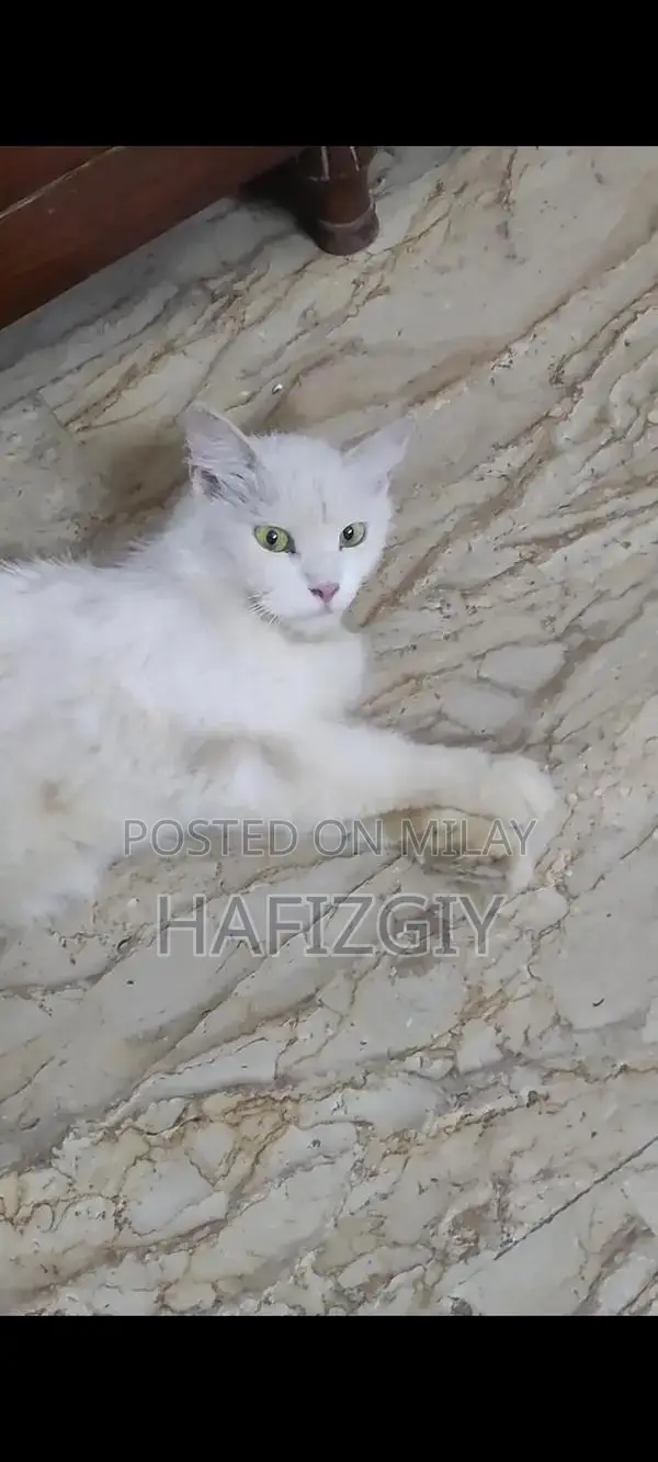 Turkish Angora Female Persian Cat - Playful Companion