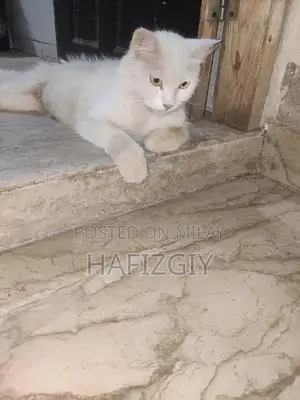 Turkish Angora Female Persian Cat - Playful Companion