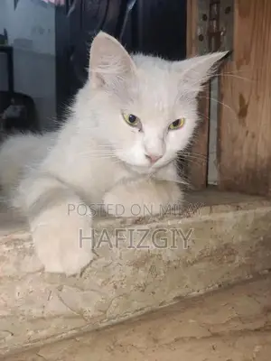 Turkish Angora Female Persian Cat - Playful Companion