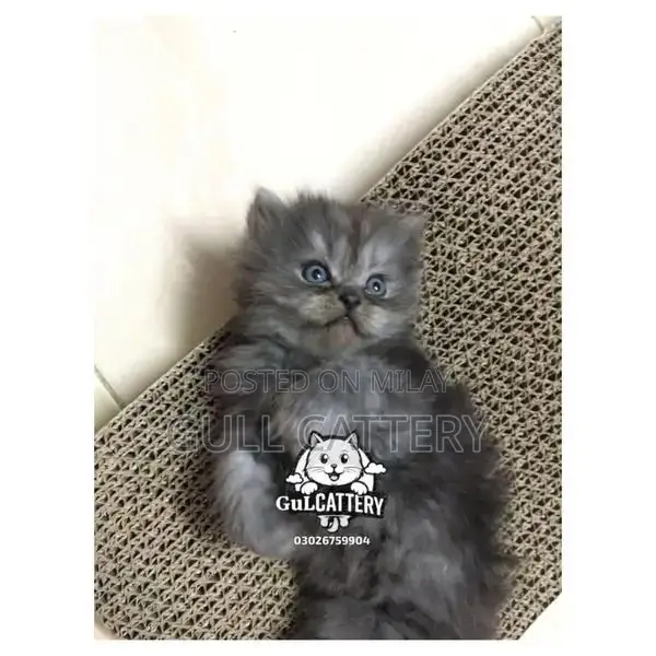 Persian British Punchface Kitten - High Quality Breed
