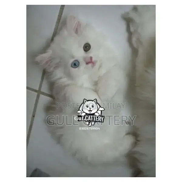 Persian British Punchface Kitten - High Quality Breed