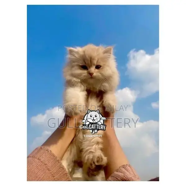 Persian British Punchface Kitten - High Quality Breed