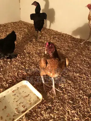 Serious Buyer Cargo Shipping Service for All Pakistan