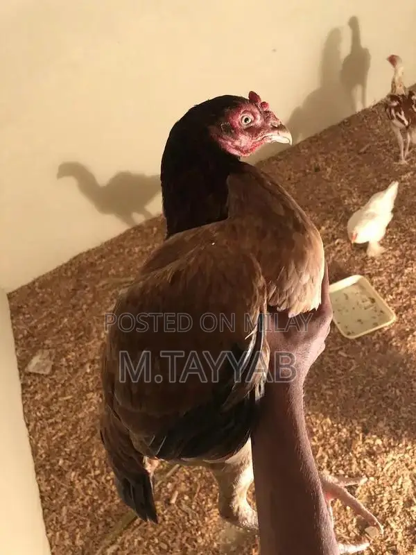 Serious Buyer Cargo Shipping Service for All Pakistan