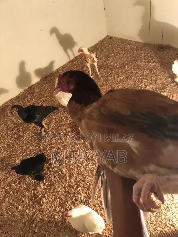 Serious Buyer Cargo Shipping Service for All Pakistan