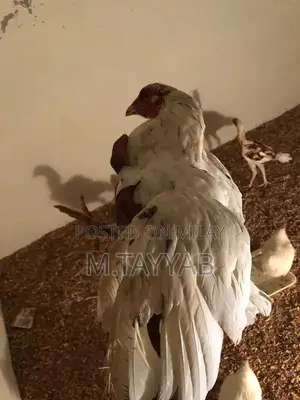 Serious Buyer Cargo Shipping Service for All Pakistan