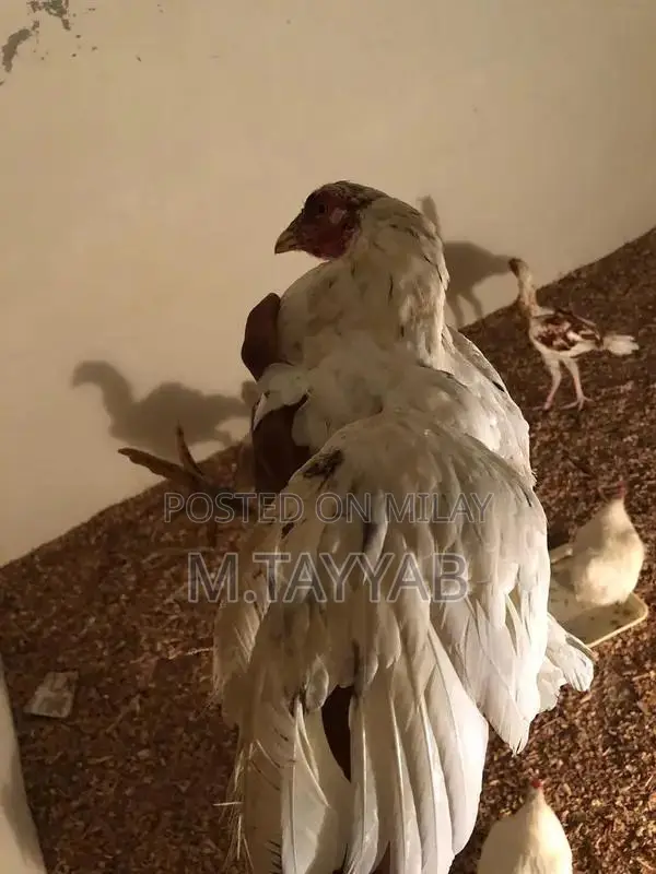 Serious Buyer Cargo Shipping Service for All Pakistan