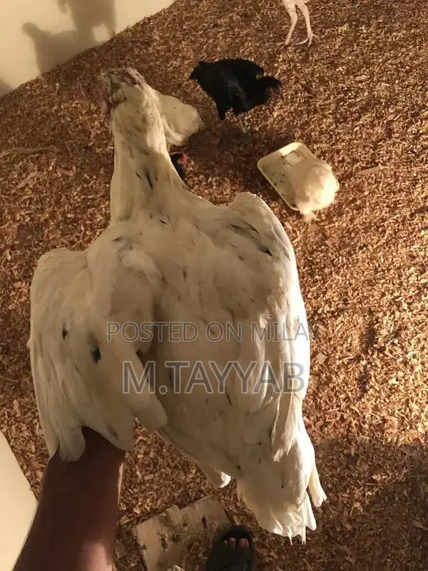 Serious Buyer Cargo Shipping Service for All Pakistan