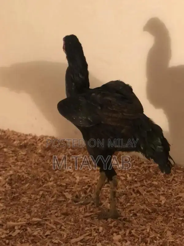 Serious Buyer Cargo Shipping Service for All Pakistan