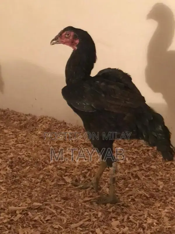 Serious Buyer Cargo Shipping Service for All Pakistan