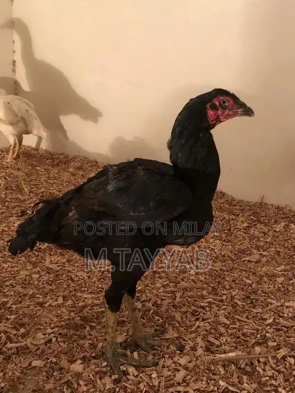 Serious Buyer Cargo Shipping Service for All Pakistan