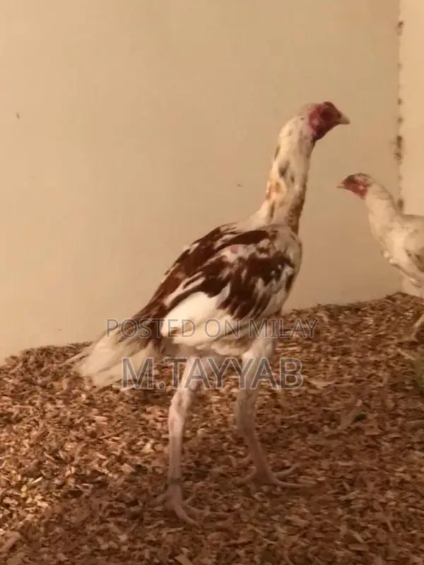 Serious Buyer Cargo Shipping Service for All Pakistan