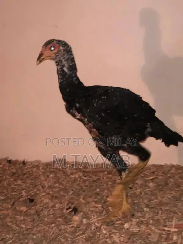 Serious Buyer Cargo Shipping Service for All Pakistan