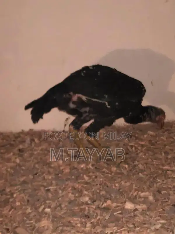 Serious Buyer Cargo Shipping Service for All Pakistan