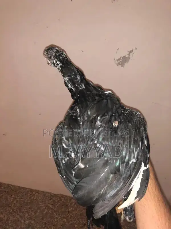 Serious Buyer Cargo Shipping Service for All Pakistan