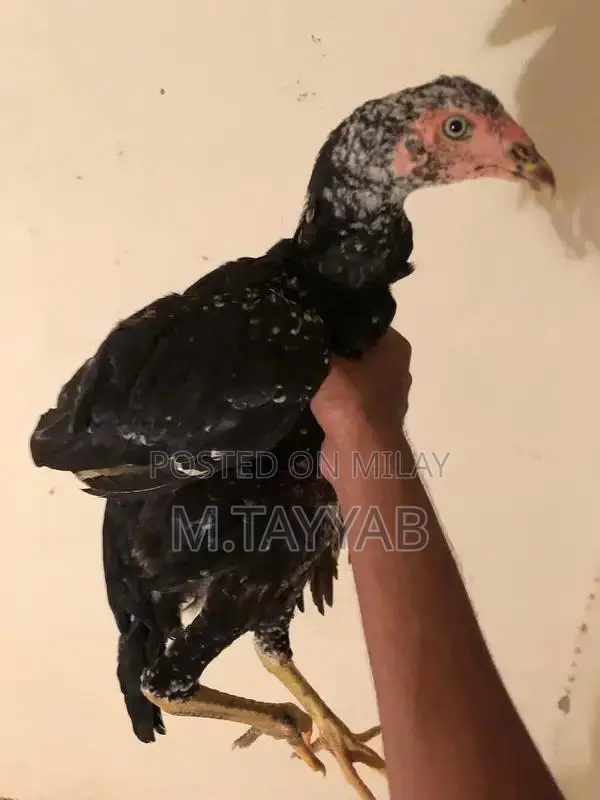 Serious Buyer Cargo Shipping Service for All Pakistan