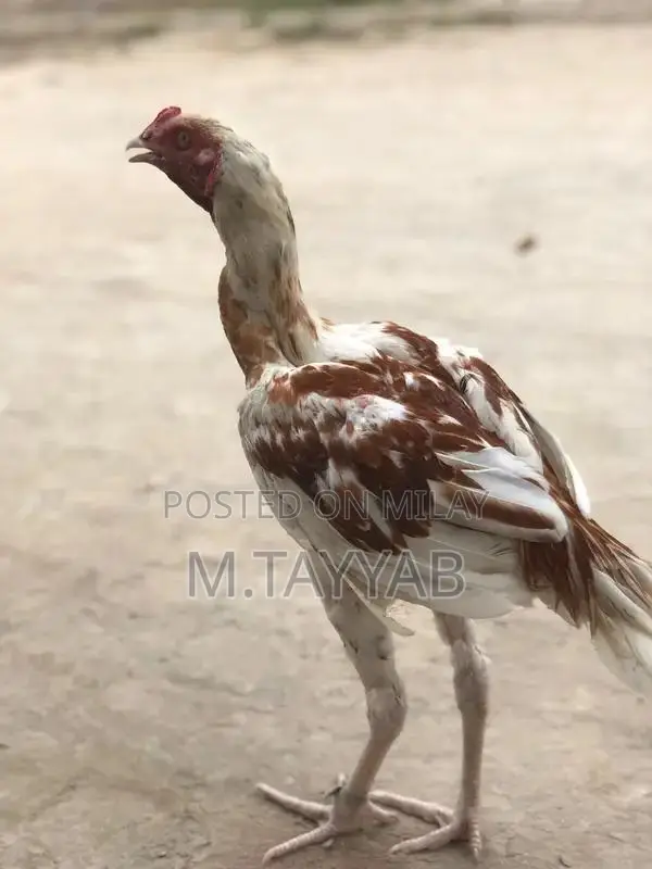 Serious Buyer Cargo Shipping Service for All Pakistan