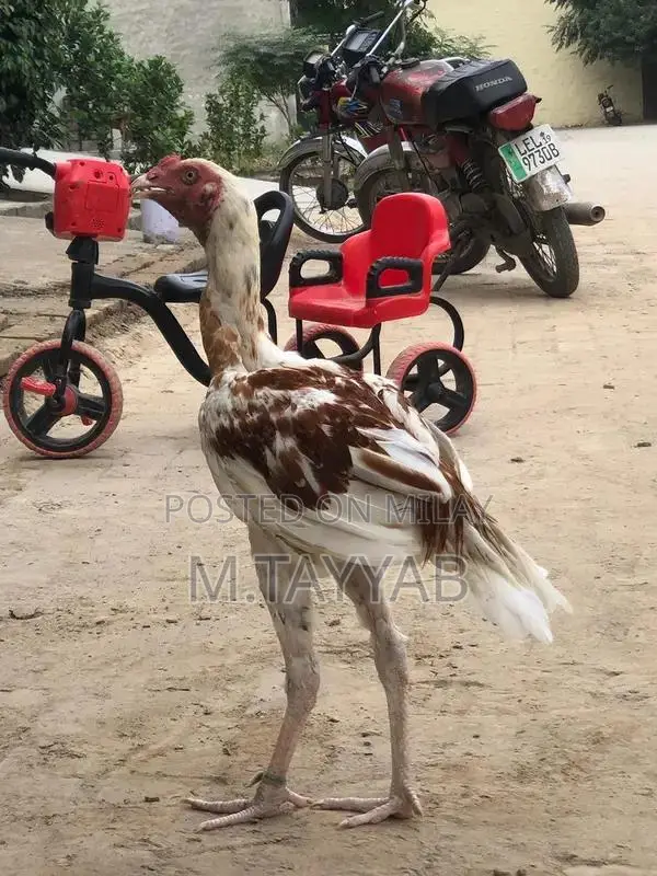 Serious Buyer Cargo Shipping Service for All Pakistan