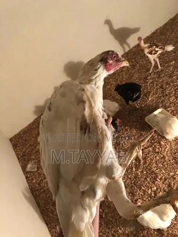 Serious Buyer Cargo Shipping Service for All Pakistan