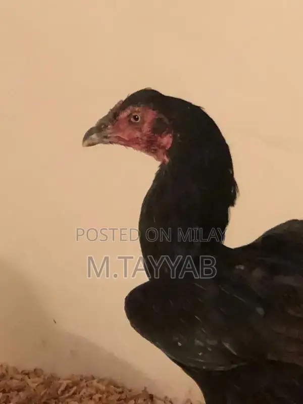 Serious Buyer Cargo Shipping Service for All Pakistan