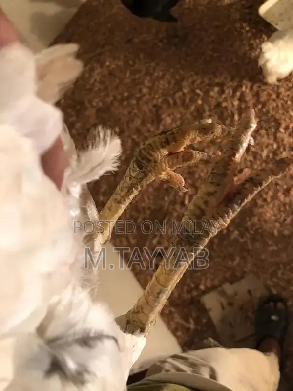 Serious Buyer Cargo Shipping Service for All Pakistan