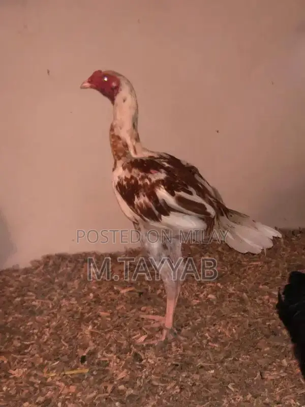 Serious Buyer Cargo Shipping Service for All Pakistan