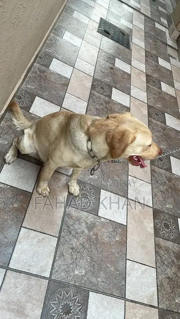 1-Year-Old Labrador Puppy - Fully Vaccinated Companion