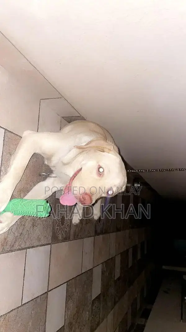 1-Year-Old Labrador Puppy - Fully Vaccinated Companion