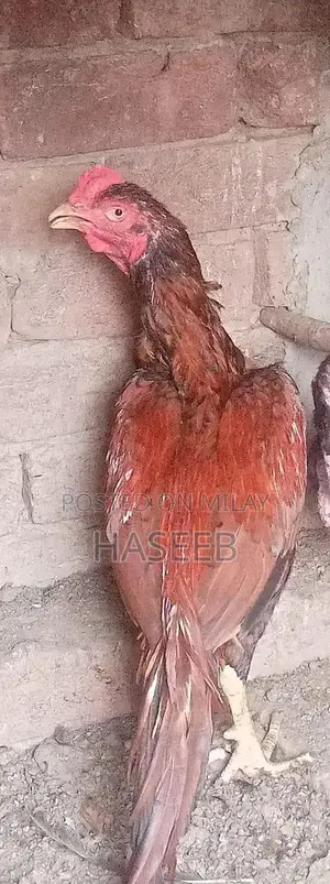 Pure Aseel Murga: Long-Tailed High-Quality Rooster for Poultry Enthusi