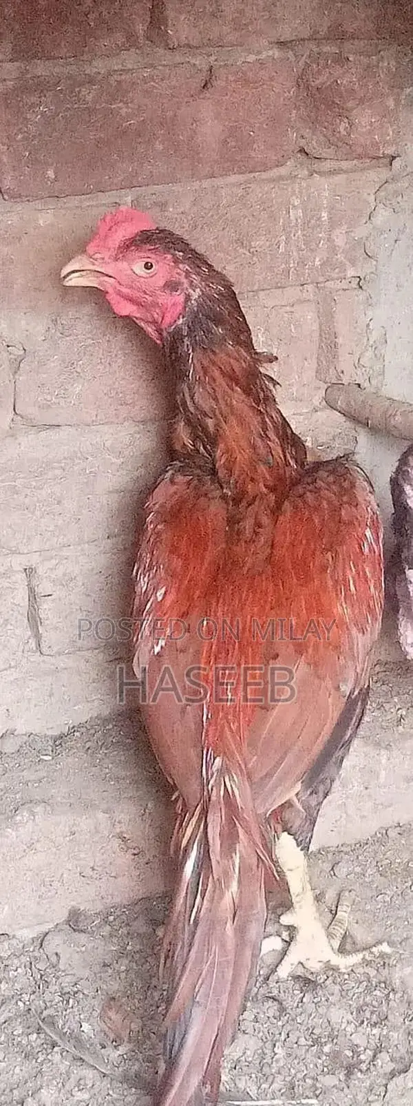 Pure Aseel Murga: Long-Tailed High-Quality Rooster for Poultry Enthusi