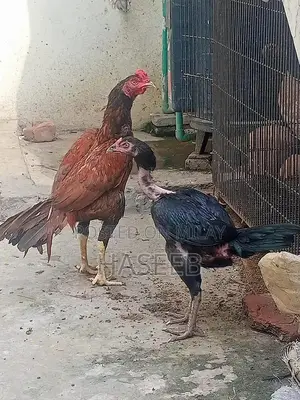 Pure Aseel Murga: Long-Tailed High-Quality Rooster for Poultry Enthusi