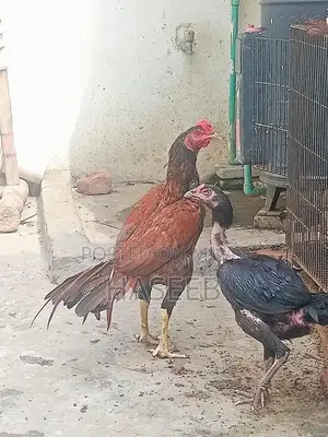 Pure Aseel Murga: Long-Tailed High-Quality Rooster for Poultry Enthusi