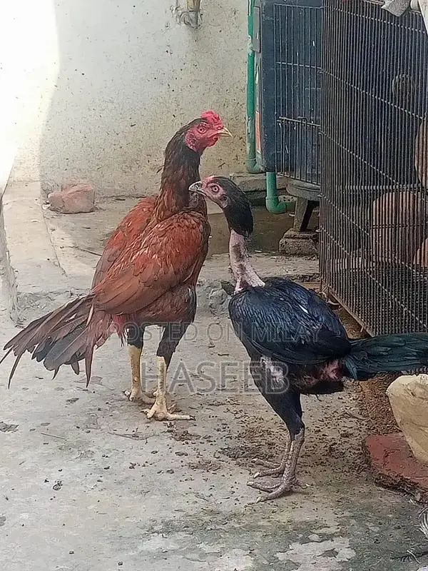 Pure Aseel Murga: Long-Tailed High-Quality Rooster for Poultry Enthusi