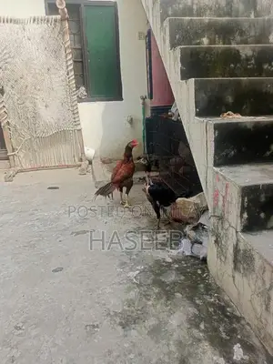 Pure Aseel Murga: Long-Tailed High-Quality Rooster for Poultry Enthusi