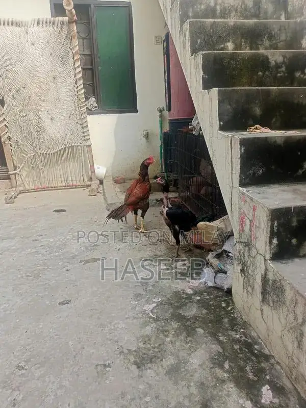 Pure Aseel Murga: Long-Tailed High-Quality Rooster for Poultry Enthusi