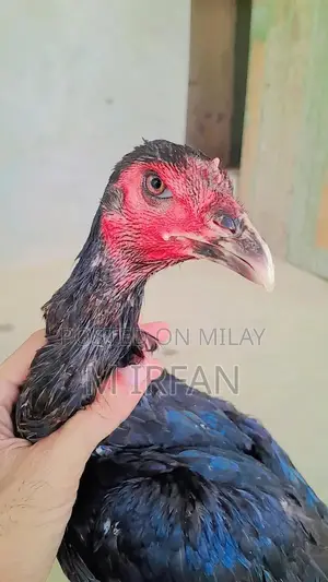 Dromer Pakoi Female Goat - 10 Months Old Purebred Livestock