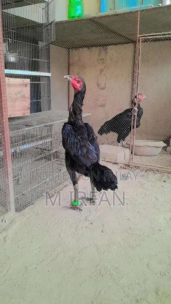 Dromer Pakoi Female Goat - 10 Months Old Purebred Livestock