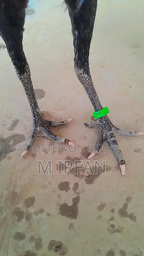 Dromer Pakoi Female Goat - 10 Months Old Purebred Livestock